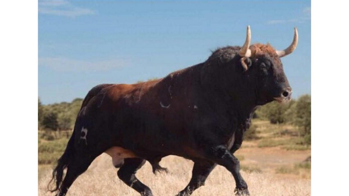 El Toro de la Vega de Tordesillas de este año 2017 de nombre Príncipe, protagonista del festejo.-EL MUNDO