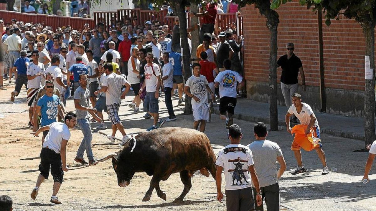 Encierro del toro del Verdejo de Rueda.-PABLO REQUEJO
