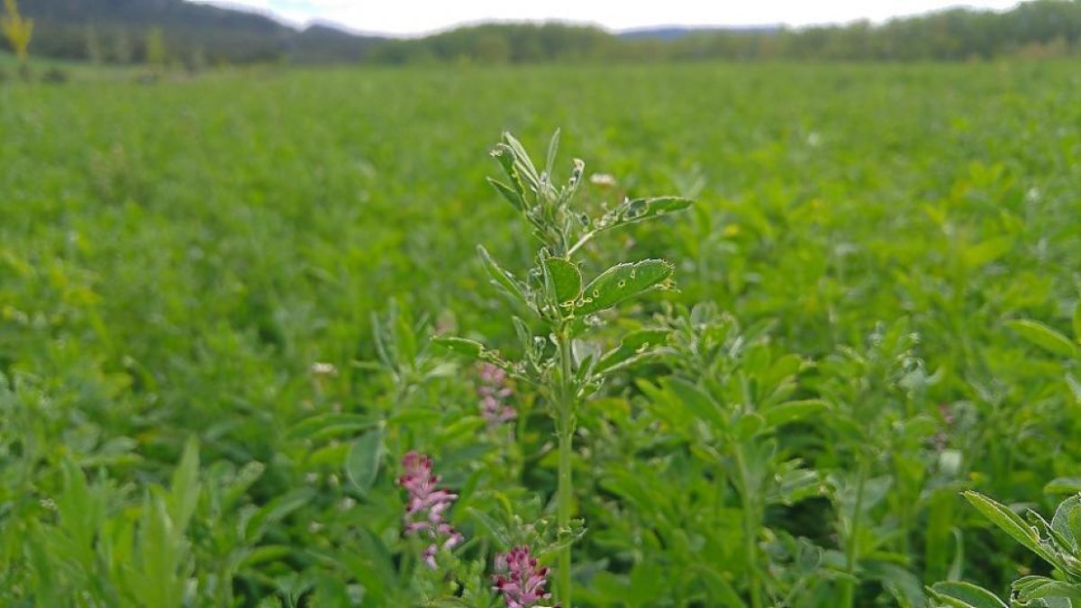 Cultivo de alfalfa afectado de gusano verde y pulgón en el Cerrato palentino.-E. M.
