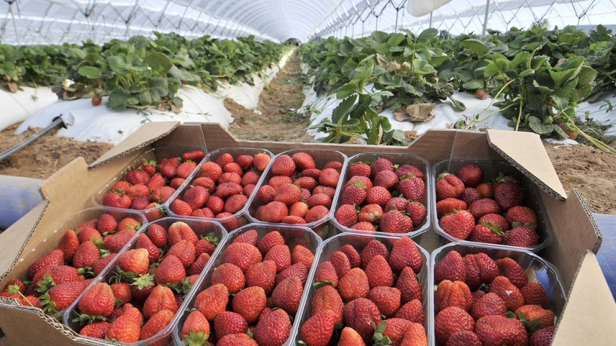 Ya ha comenzado la cosecha de las fresas en Olmillos.  V. GUISANDE
