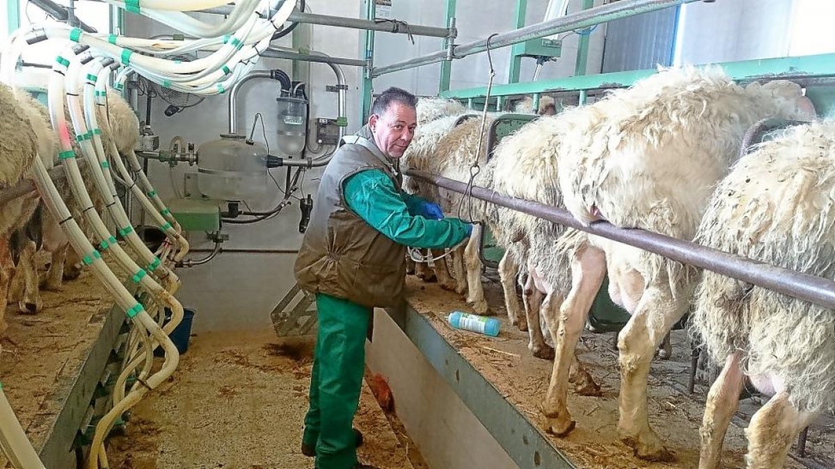 El veterinario Jesús Javier Pérez controla el rebaño y realiza las ecografías habituales.-EM