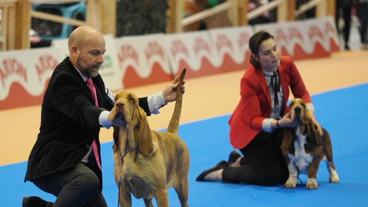 Exposición canina de Fimascota.- PHOTOGENIC