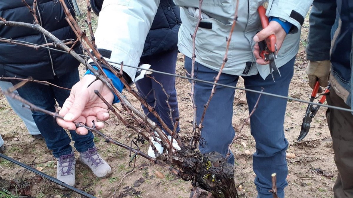 Muestra del proceso de poda en La Seca (Valladolid) - AYUNTAMIENTO DE LA SECA