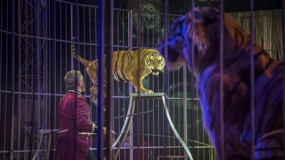Momento de un número con tigres.-BIEL ALIÑO