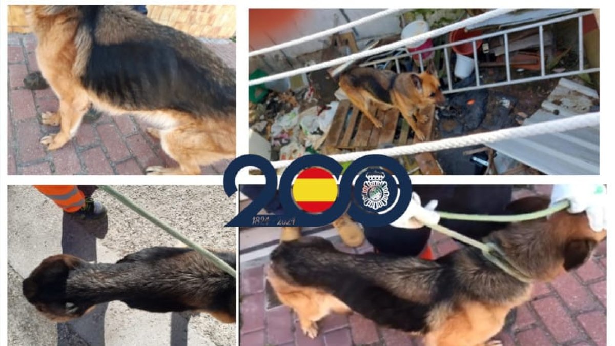 Estado del pastor alemán maltratado por un varón en Valladolid.
