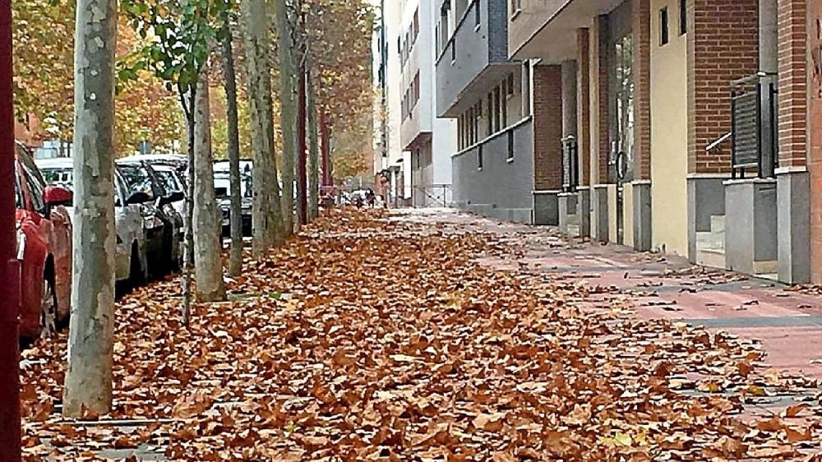 Montones de hojas en el suelo de una calle de Valladolid.-E.M.