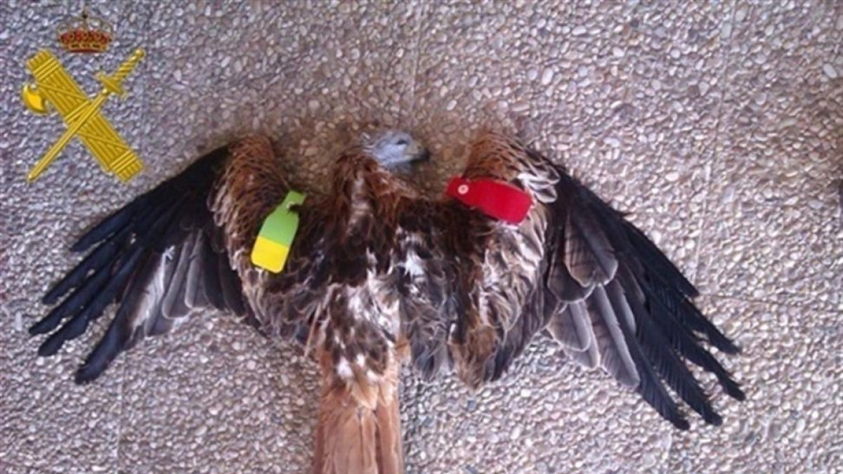 Una de las rapaces encontradas.-EUROPA PRESS