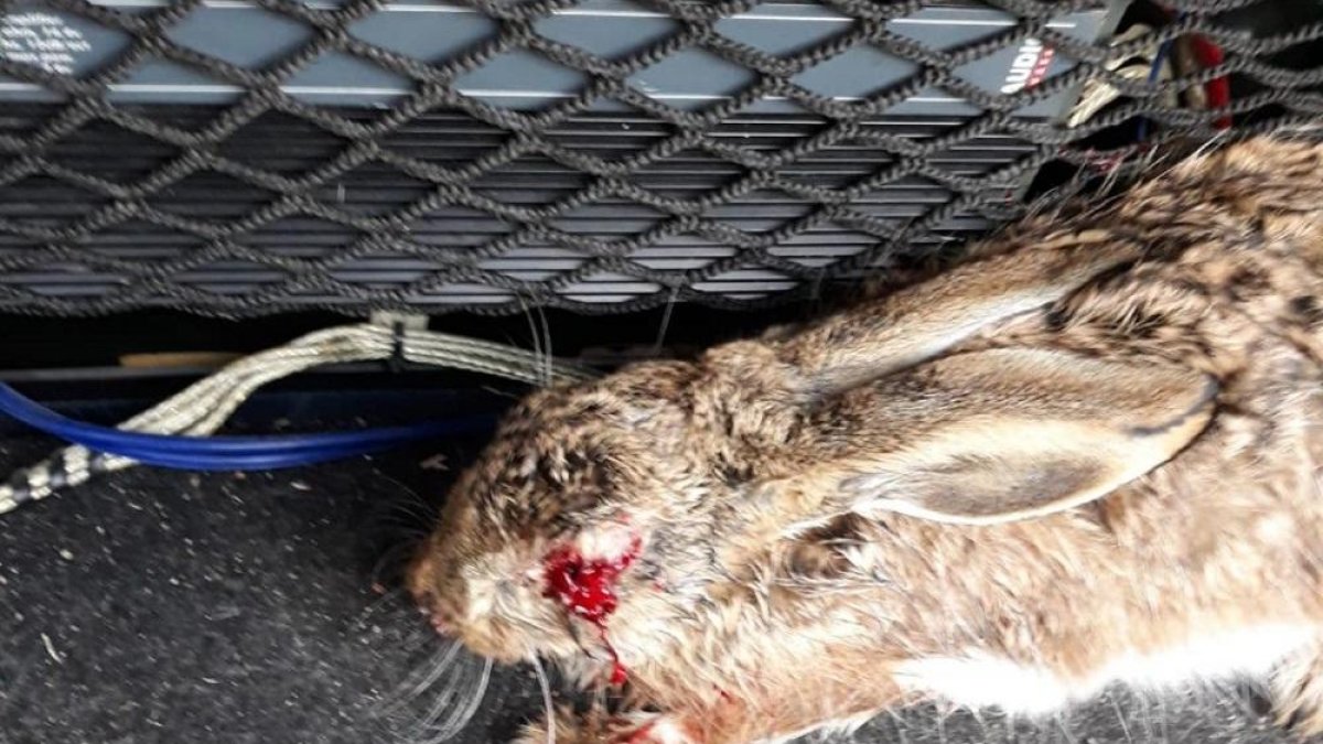 Liebre encontrada en Nava del Rey el pasado mes de octubre afectada por mixomatosis.-L. DE LA FUENTE