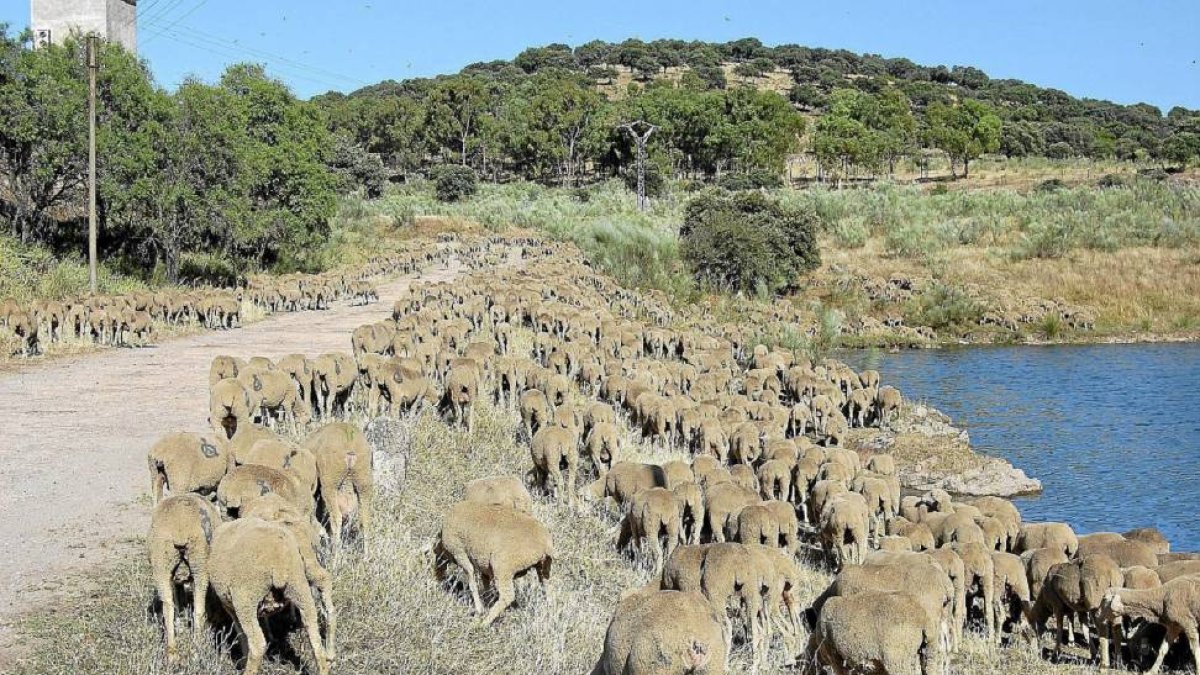 Ovejas merinas en Ávila pastando junto a un pantano-Ical