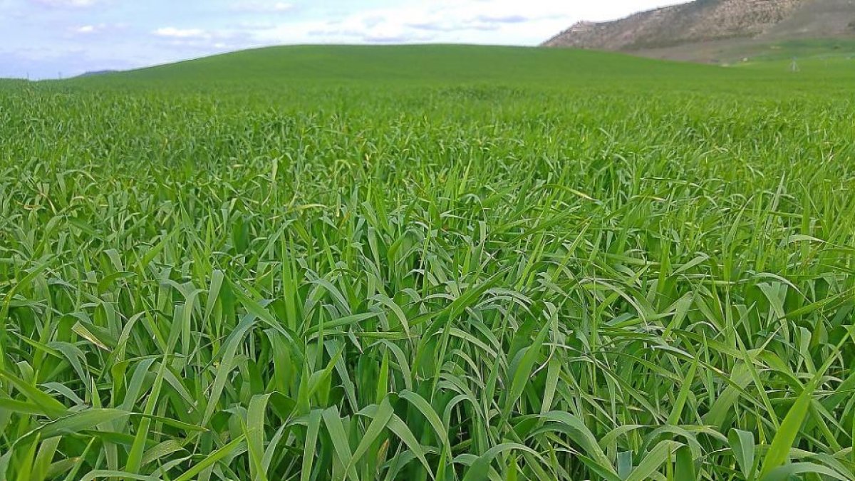 Campo de cebada en una explotación de la Comunidad.-E.M.
