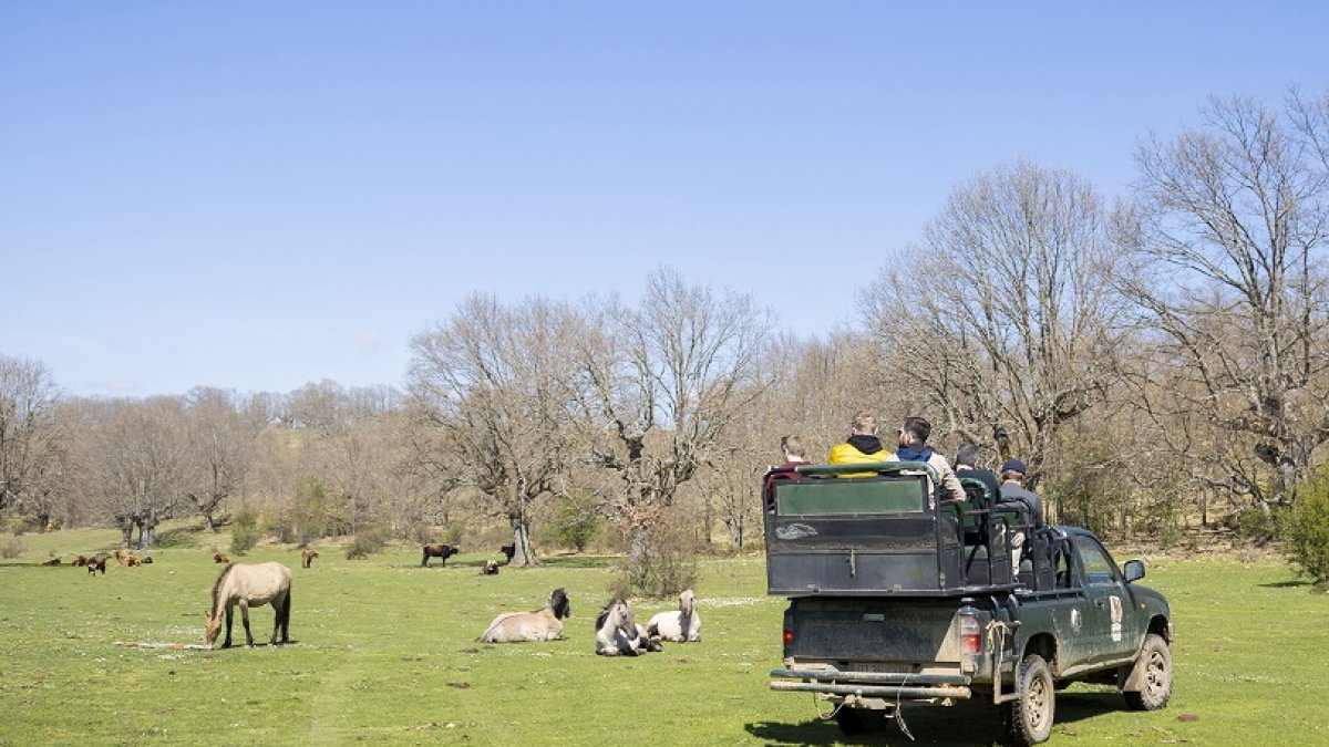 Los safaris tradicionales tienen una duración de algo más de dos horas y recorren diferentes localizaciones dentro del parque.  / Yenifer Muñoz Tejerina