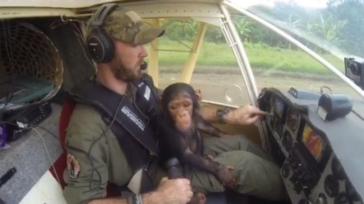 Anthony Caere llevó en su regazo a la cría de chimpancé que acababan de rescatar de los cazadores furtivos en el Congo.-ANTHONY CAERE (INSTAGRAM)