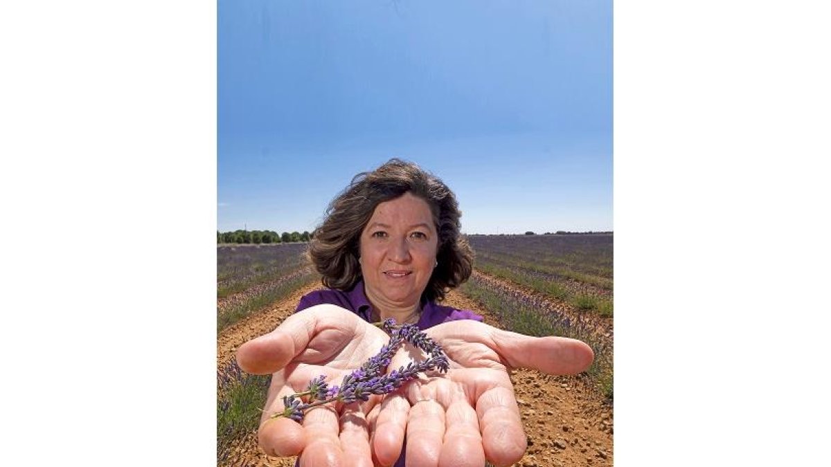 26/06/2021. VALLADOLID. PHOTOGENIC/PABLO REQUEJO. TIEDRA DE LAVANDA