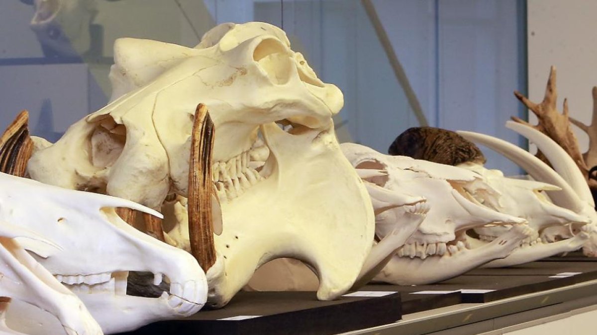 Grupo de cráneos de grandes mamíferos de la colección de réplicas que sorprenden en la zona de Anatomía Comparada por su gran tamaño.-RAÚL G. OCHOA