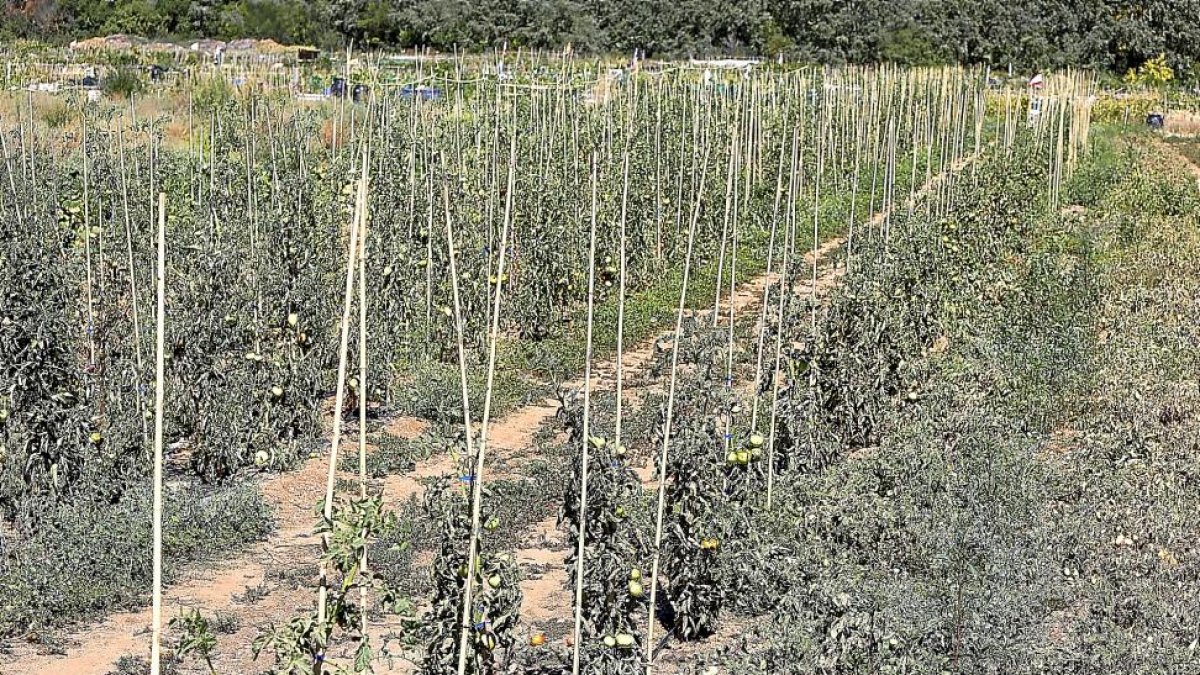 Plantas de tomates en los huertos de INEA, en el Camino Viejo de Simancas, en los que ya es visible la falta de agua.-J.M. LOSTAU