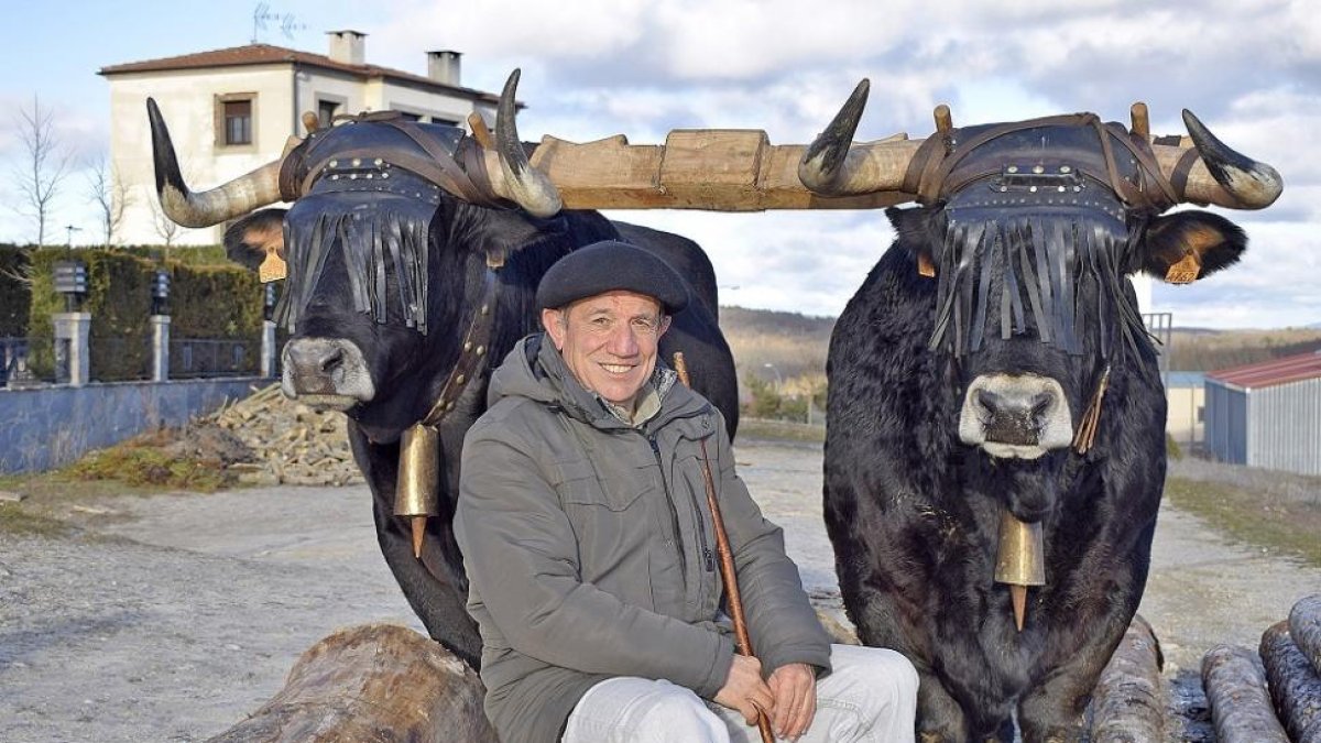 Antonio Martín Chicote, junto a una yunta de bueyes de la raza Serrana Negra, piezas claves de la cultura y la actividad carretera desarrollada durante siglos en la Península Ibérica.-ARGICOMUNICACIÓN