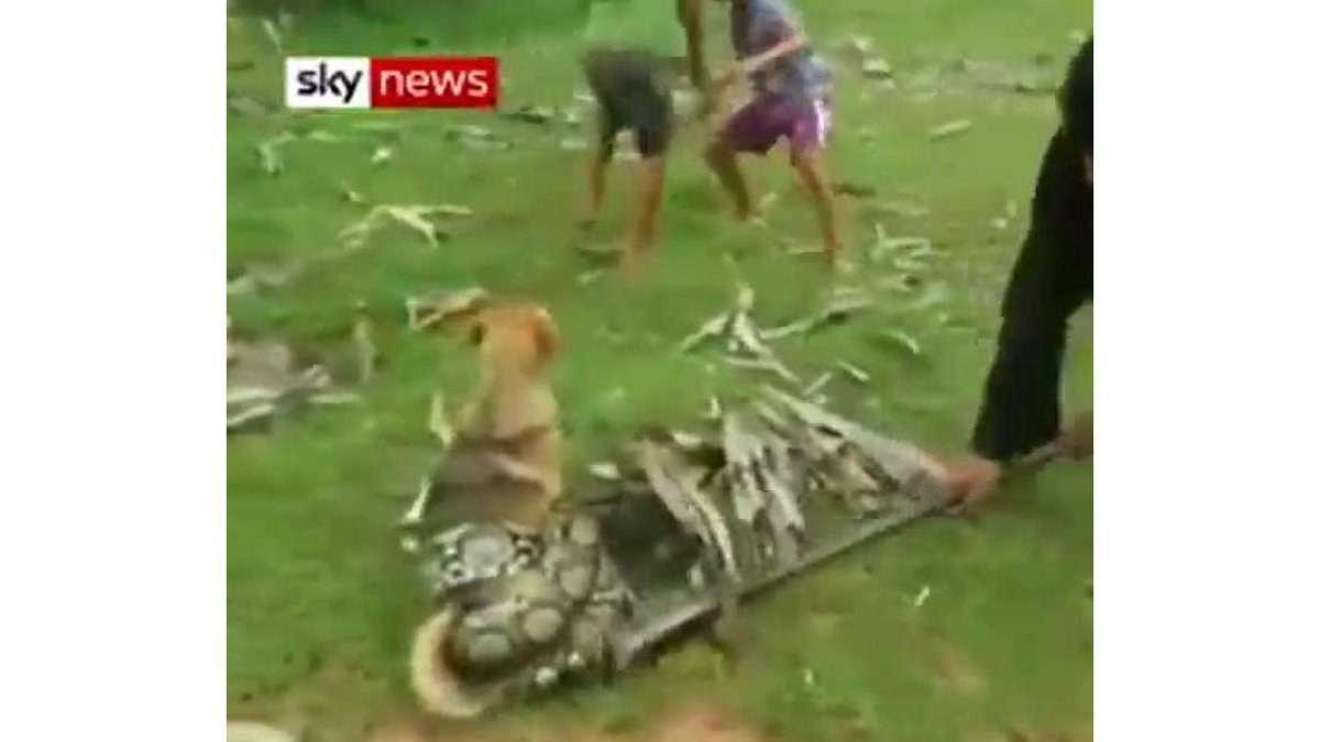 Unos niños liberan a un perro atrapado por una serpiente.-