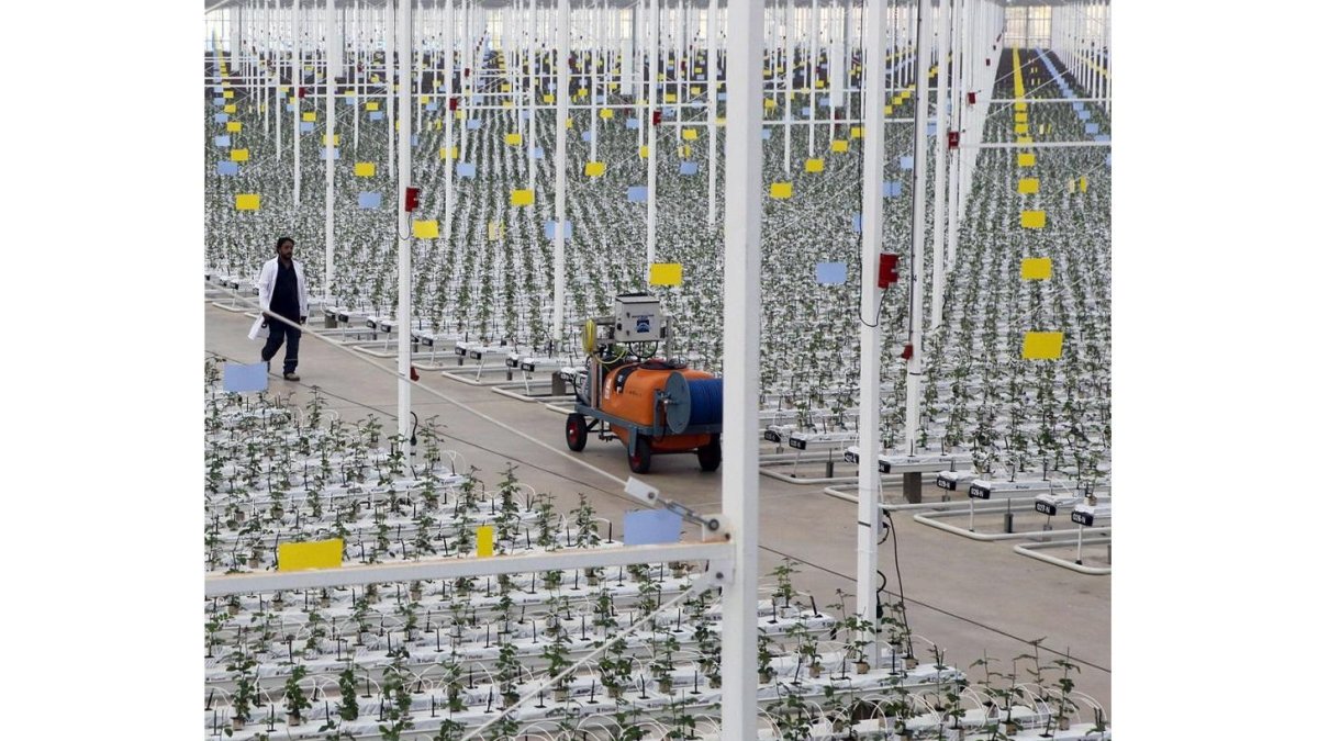 Interior de la nave de cultivo de Aleia Roses.-MARIO TEJEDOR