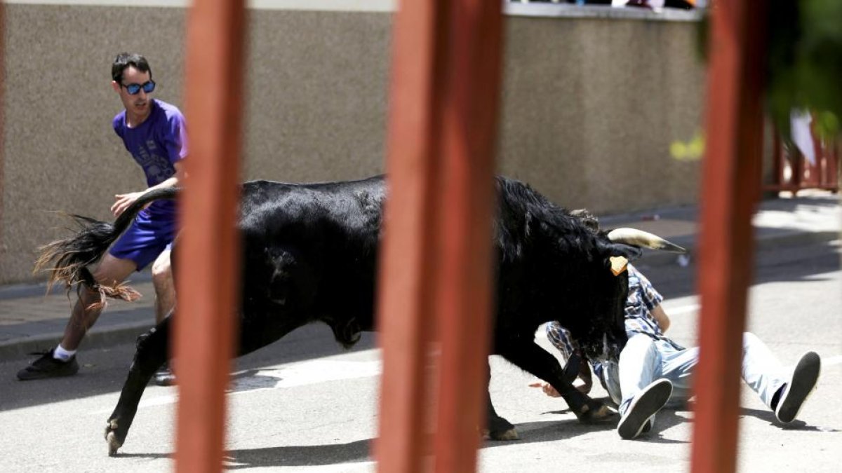 Uno de los toros embiste a un joven en el cuarto encierro por las calles de La Flecha.-TEO SANCHO / PHOTOGENIC