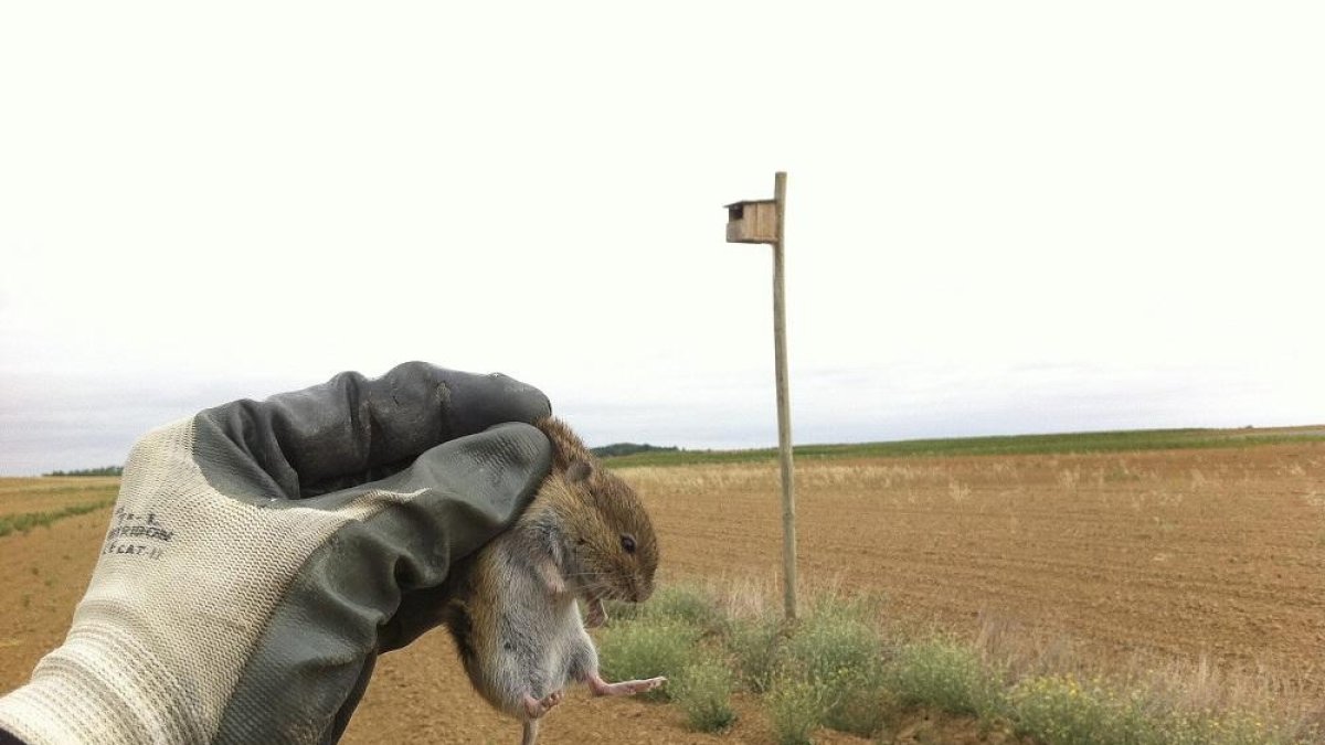 Un agricultor sostiene un topillo capturado en un campo de cultivo de la Comunidad de Castilla y León.-ALFONSO PAZ