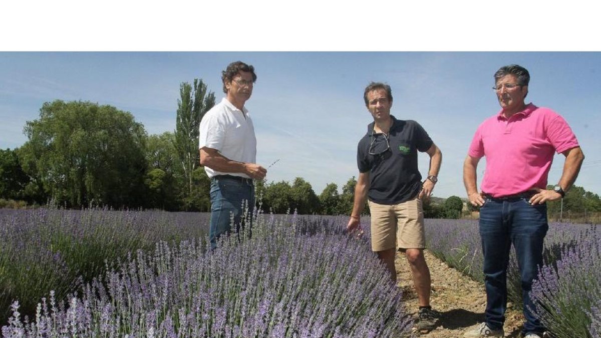 El presidente de APAPAM, Juan Alberto García (en el centro), con responsables de la Asociación, Ricardo Betegón y Rubén García, en un campo de lavanda.-BRÁGIMO