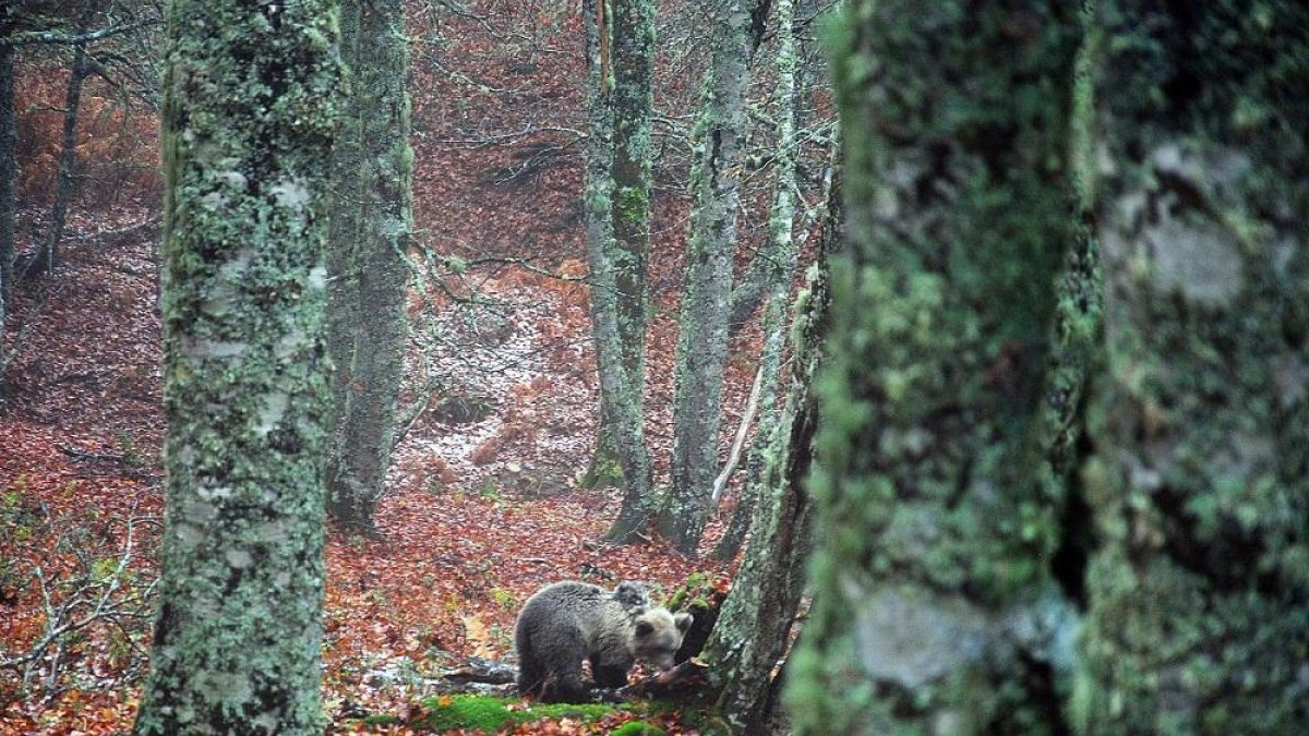 Liberada una cría de oso pardo que el pasado mes de mayo fue rescatada en el concejo de Santo Adriano (Asturias)-ICAL