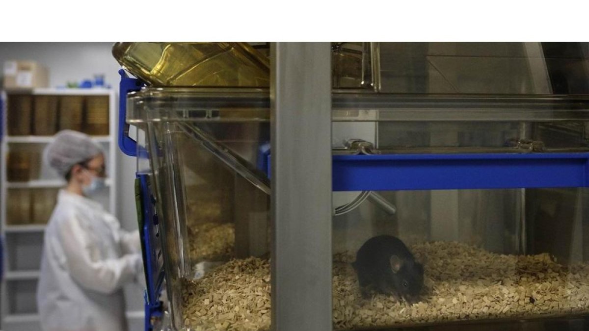 Una investigadora trabaja con los ratones en un laboratorio de la Universidad de Salamanca,-ENRIQUE CARRASCAL
