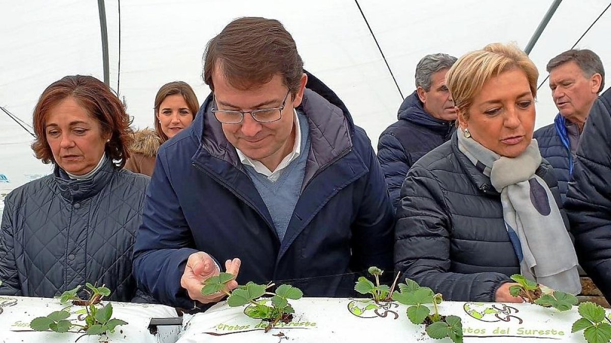 Mañueco, en su visita a Viveros Campiña, en Chañe (Segovia)-E.M.