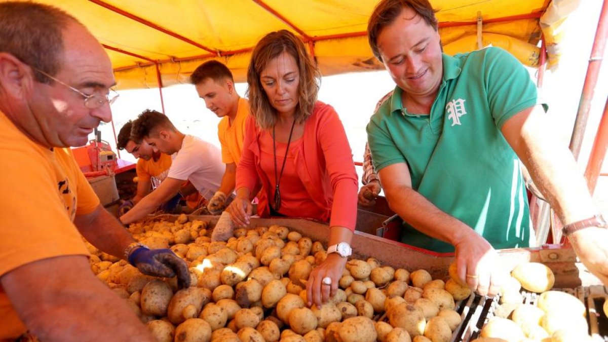 La consejera de Agricultura y Ganadería, Milagros Marcos, asiste a las labores de recolección de patata, en Carpio (Valladolid)-ICAL