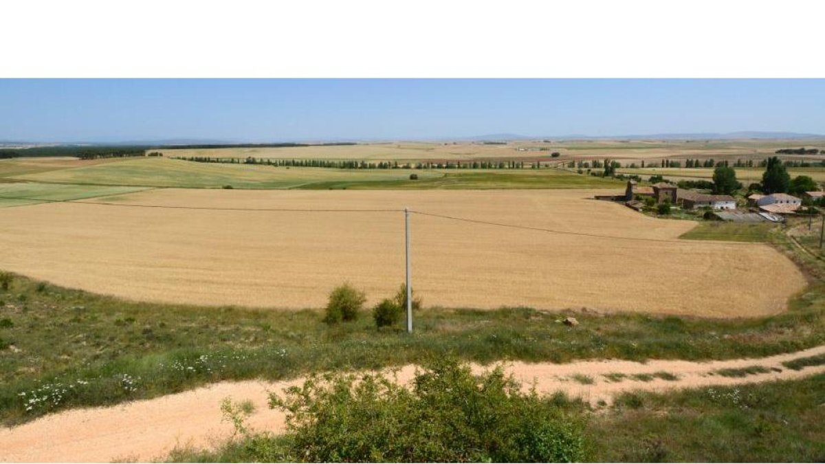 Cultivos de la comarca agraria de Campo de Gómara, donde comenzará la cosecha en unos días.-ÁLVARO MARTÍNEZ