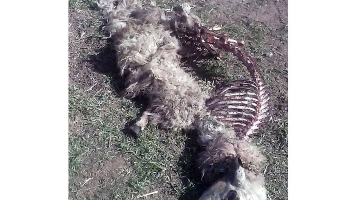 UCCL denuncia la muerte de una veintena de animales en ataques de lobo en la comarca de Pinares durante las últimas semanas-Ical