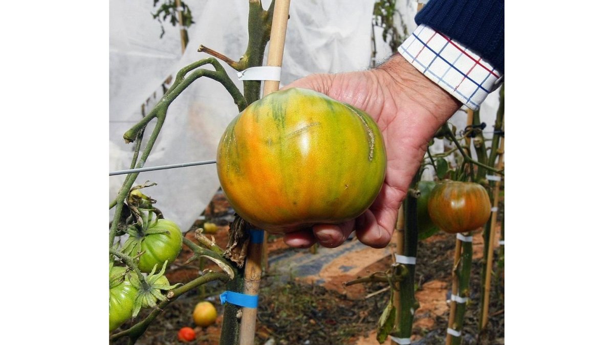 Casi una hectárea tiene Altos de Yara con plantas de tomates.-MARIO TEJEDOR