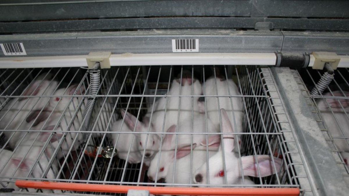 Animales bajo el sistema de cría en jaulas en una granja de la Comunidad, un sistema que Europa abogar por eliminar progresivamente.-M.C.