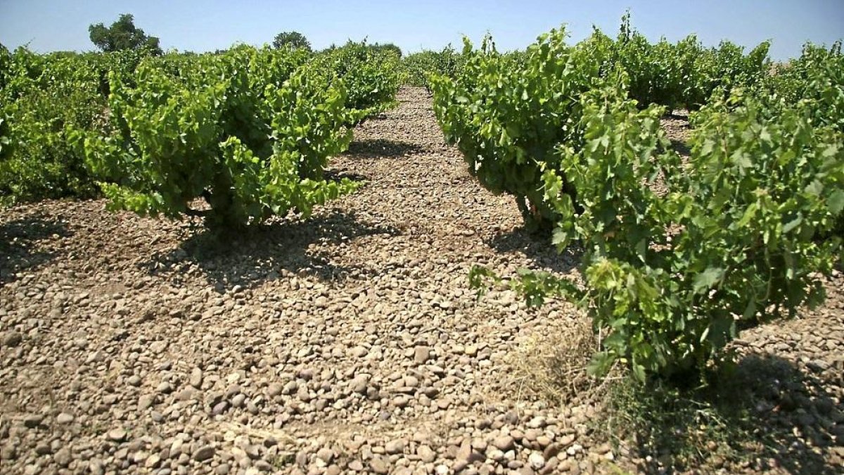 Viñedos en la región vallisoletana de Cigales.-L.P.
