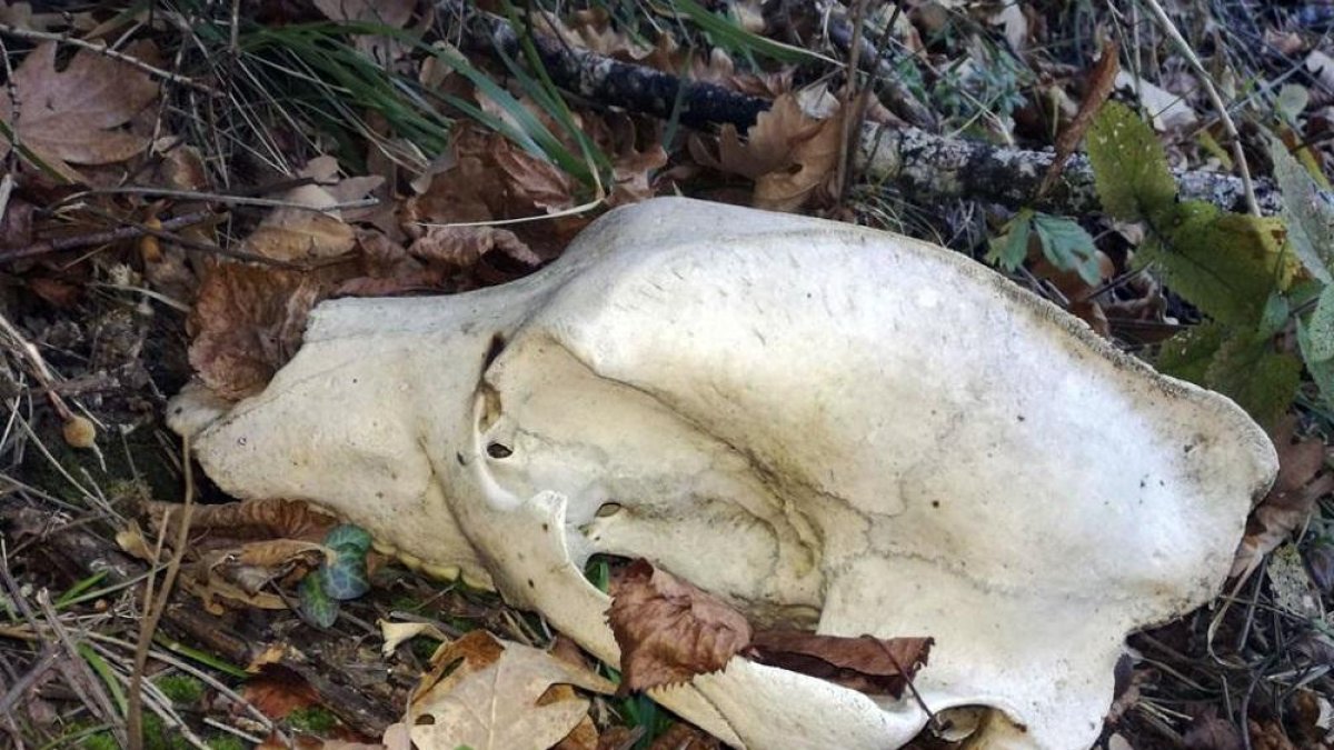 Restos del esqueleto de un oso pardo aparecidos en Tejedo del Sil.-ICAL