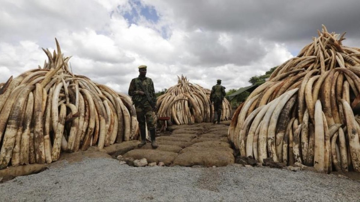 Agentes del Servicio de Conservacion de la Fauna de Kenia patrullan junto a algunas de las incautaciones de marfil en el Parque Nacional de Nairobi, el pasado mes de abril.-DANIEL IRUNGU / EFE