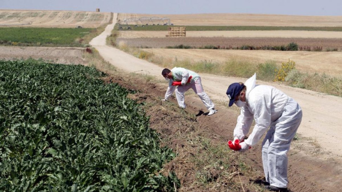 Agricultores esparciendo la bromadiolona en un campo de cultivo.-E.M.