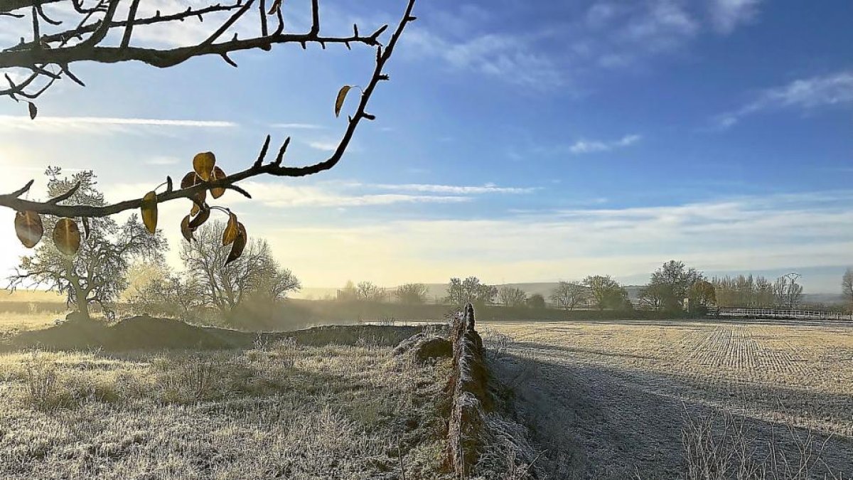La cencellada cubre ayer un arbusto de hielo con la localidad de Medina de Rioseco al fondo de la imagen.-ICAL