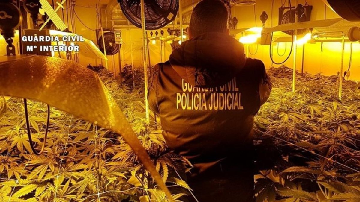 Operación de incautación de plantas de marihuana.-EUROPA PRESS