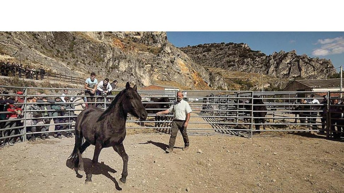 Un ejemplar de caballo losino de raza pura realiza una exhibición de sus habilidades en la localidad burgalesa de Pancorbo.-G.G.