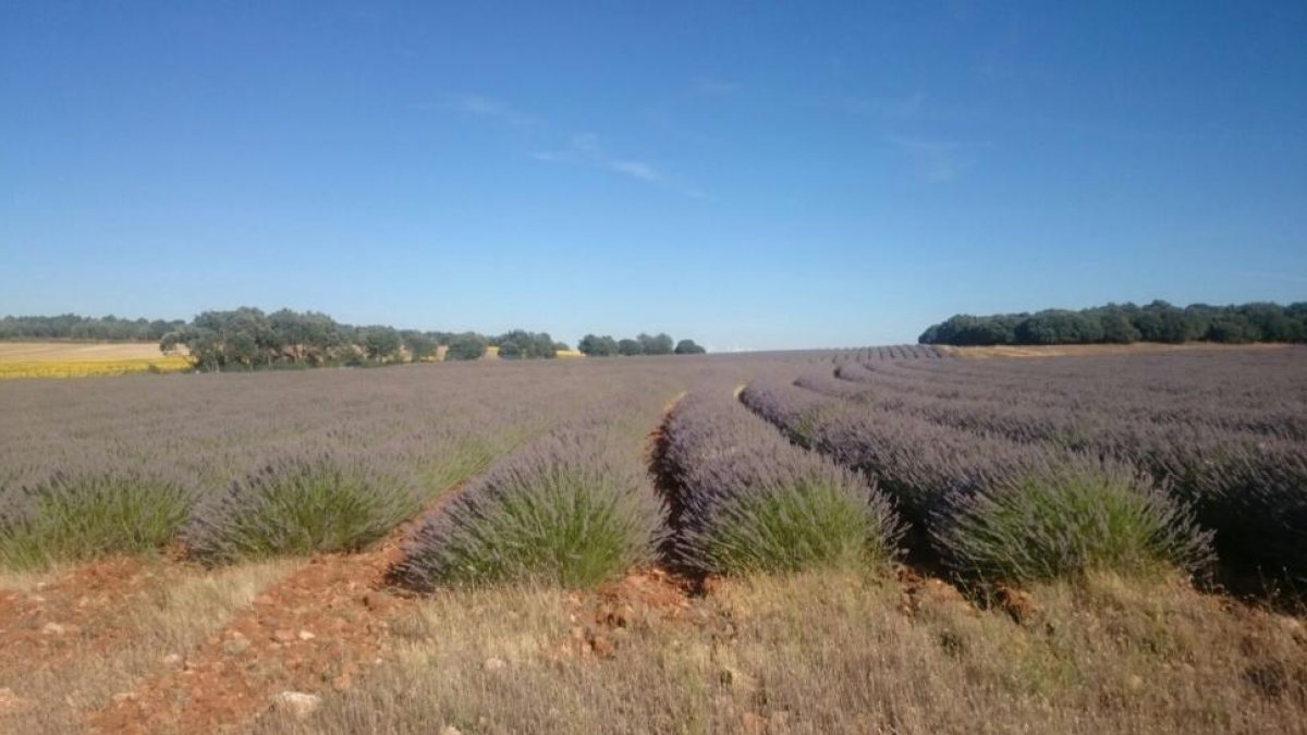 Aparte de su innegable belleza visual, los campos de espliego llaman la atención por su intenso aroma.-P.G.R.