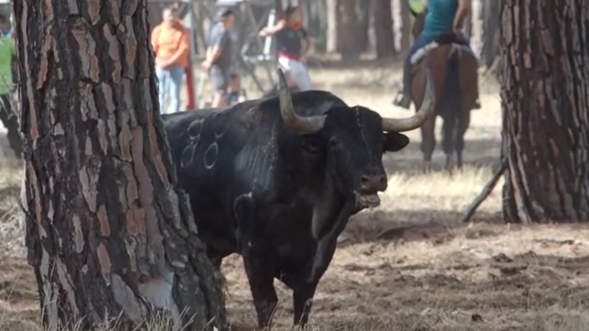 Toro de la Vega de la edición de 2022. J.M. Lostau