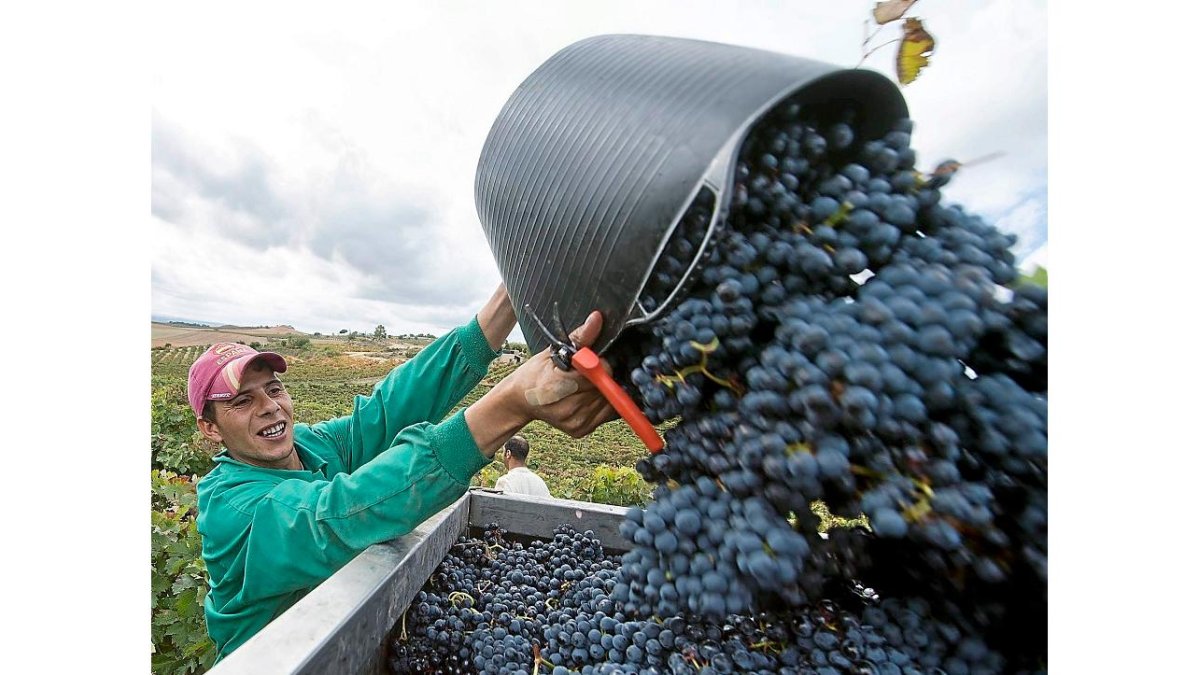 Un vendimiador arroja uva tinta a un remolque en uno de los majuelos burgaleses de la DO Ribera del Duero. / EL MUNDO