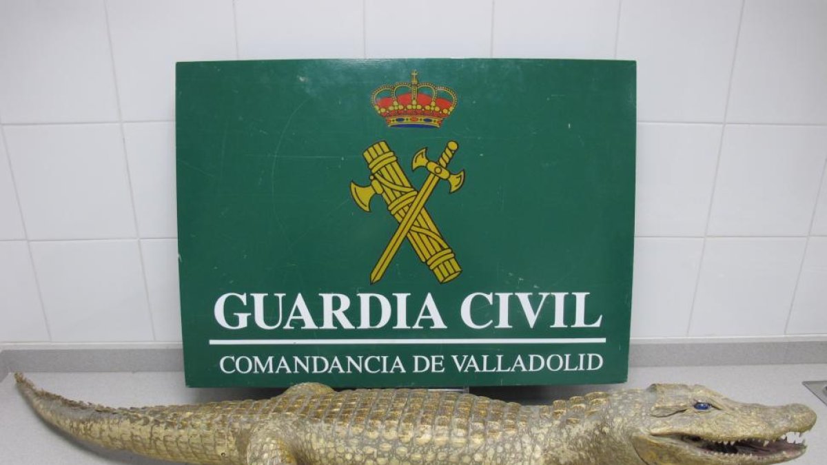 Caimán disecado intervenido por el Seprona en un comercio de Valladolid.-E.M.