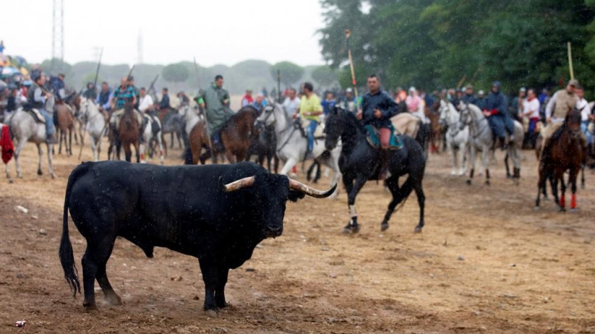 'Pelado' durante el Toro de la Peña-