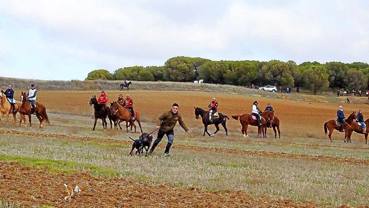 La galda ‘Ada’ ante el arranque de la liebre en los octavos de final del Campeonato de España.-L. DE LA FUENTE