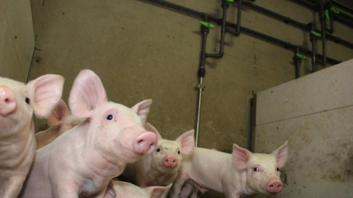 Sensores que controlan una granja de cerdos.-EL MUNDO