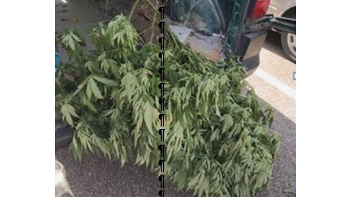 Plantas de marihuana robadas en Boecillo (Valladolid). - GUARDIA CIVIL