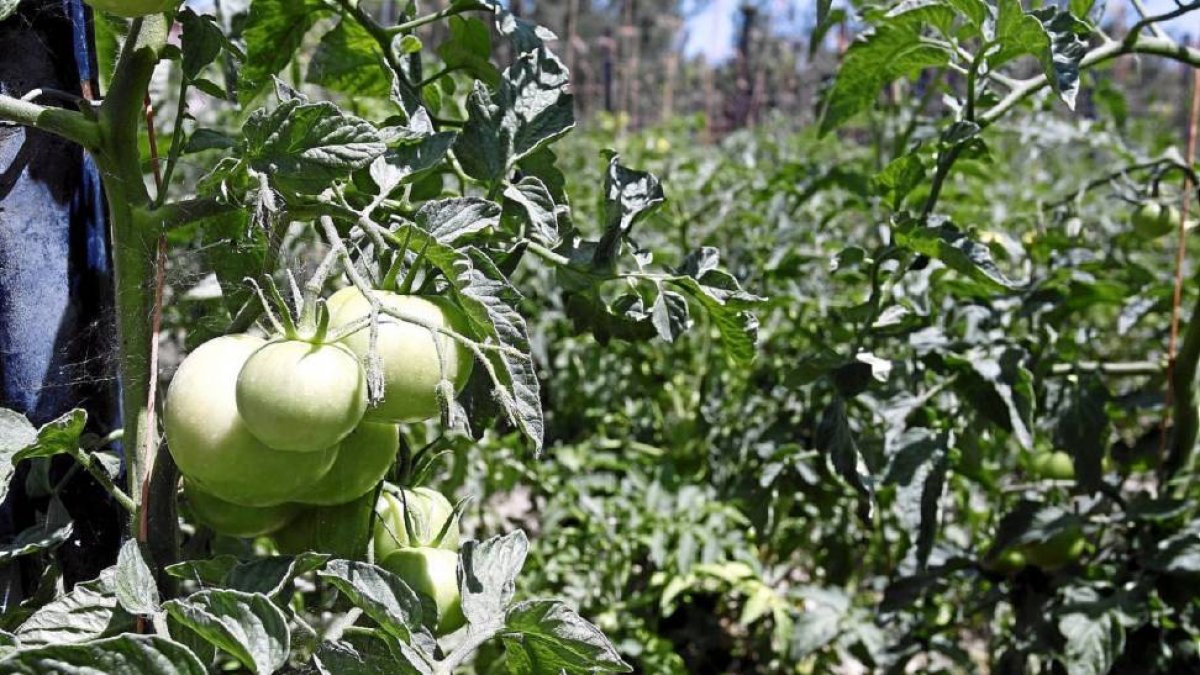 Cultivo de tomates ecológicos en Simancas (Valladolid)-Pablo Requejo