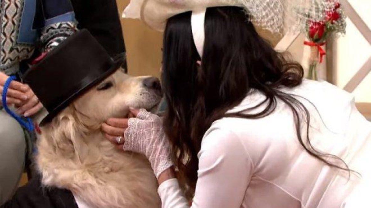 La exmodelo Elizabeth Hoad y su perro, Logan, durante su boda en directo en ’This Morning’.-YOUTUBE / THIS MORNING